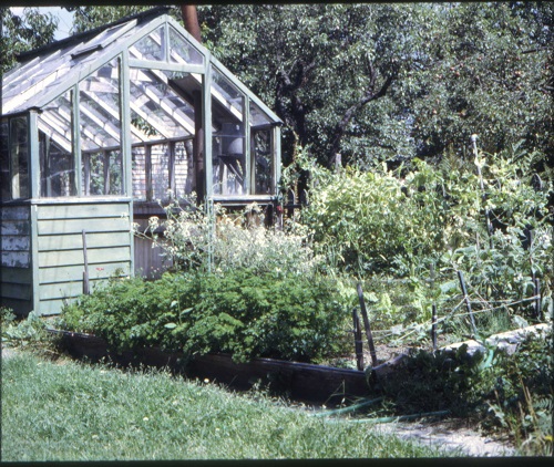 Our parsley forest in back garden at 4623