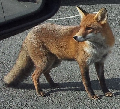 The fox on Lonsdale Road