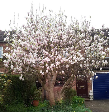 Magnolia grandiflora